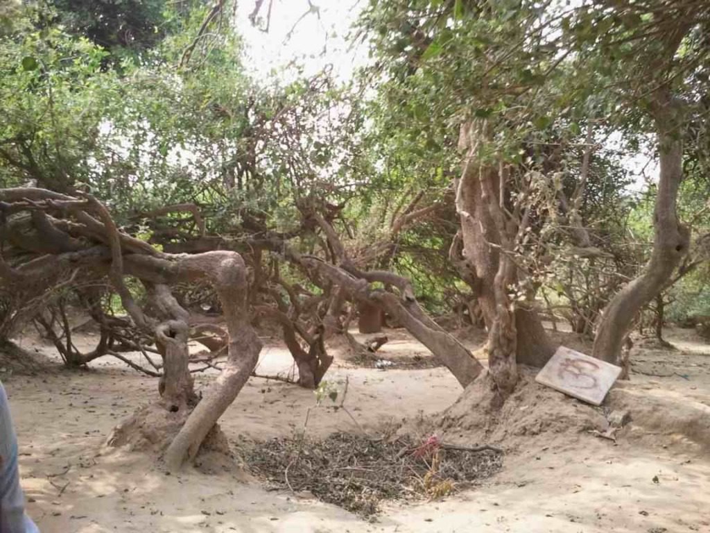 Nidhivan Tulsi Tree Story In Hindi