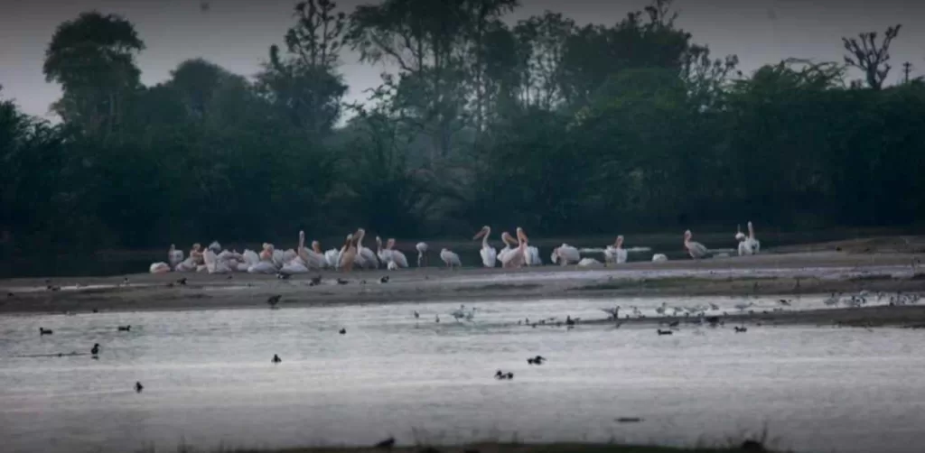 जाने सांभर झील घूमने की महत्वपूर्ण जानकारी: Sambhar Lake Jaipur Rajasthan In Hindi sambhar lake birds