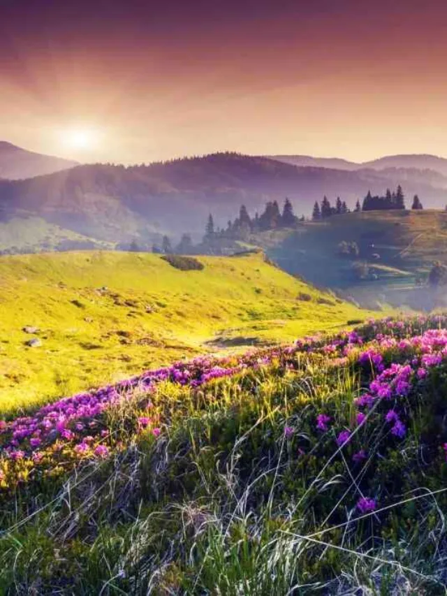 Best Travel Web Stories Valley of Flowers Photos Valley of Flowers Images