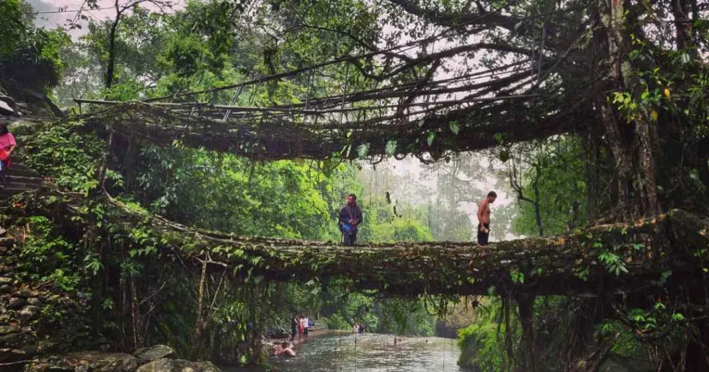 Living root bridge (Hanging Bridge Shillong In Hindi)