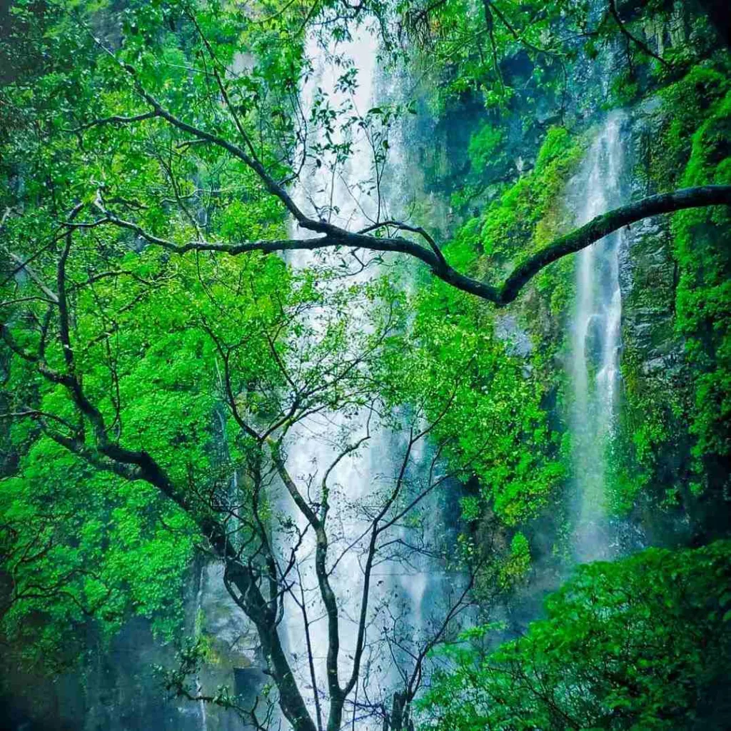 Monsoon Destination Barki Waterfalls Kolhapur