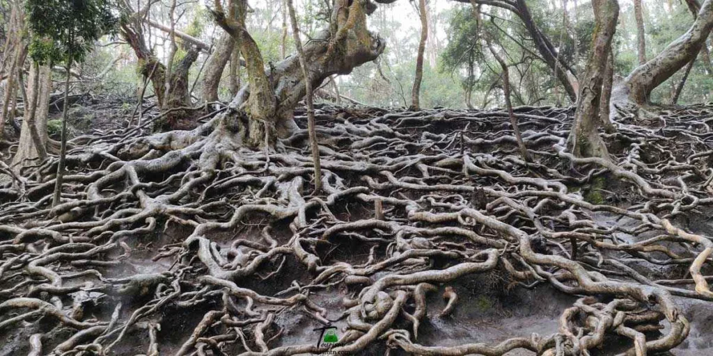 गुना गुफाएं जो है बेहद खूबसूरत और खतरनाक, जाने से कतराते हैं लोग: Guna Caves Kodaikanal Travel Info In Hindi Guna Caves Kodaikanal Travel Info In Hindi, Guna Caves Tamil Nadu Travel Info In Hindi, About Guna Caves (Devil's Kitchen) Kodaikanal, Guna Caves aka Devil's Kitchen, Shocking Revelation of Guna Caves or Devils Kitchen, Guna Caves Kodaikanal Photos, How many people died in Guna Cave, Guna Caves Ghumne Ki Jankari, interesting facts about the Guna Caves in Kodaikanal, guna caves history, Guna Caves Entry Fee, Guna Caves Timing, Best Time To visit Guna Caves Kodaikanal In Hindi, The Mystery Of Guna Caves, Information About Guna Caves,