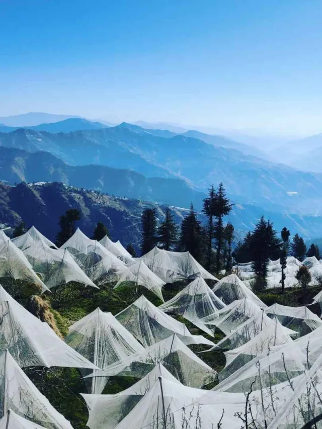 Best Travel Web Stories Information About Fagu of Himachal In Hindi