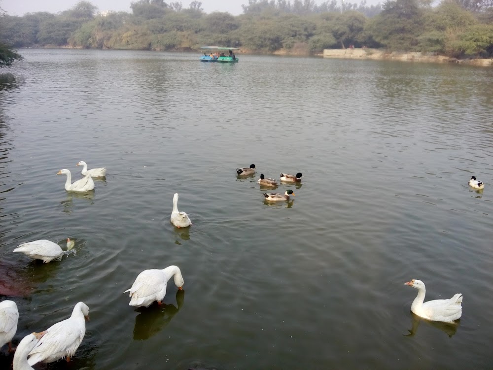 दिल्ली की सबसे खूबसूरत झील, प्रकृति, एडवेंचर और सुकून का संगम:- Sanjay Lake Delhi Travel Guide In Hindi Sanjay Lake Delhi scenic view image, Sanjay Lake Delhi boating view photo, Sanjay Lake Park Delhi sunrise photo, Sanjay Lake Mayur Vihar green park image, Sanjay Lake Delhi picnic spot photo, Sanjay Lake Delhi water reflection photo, Sanjay Lake Delhi morning walk image, Sanjay Lake Delhi nature photography, Sanjay Lake Delhi park landscape image, Sanjay Lake Delhi trees and lake photo