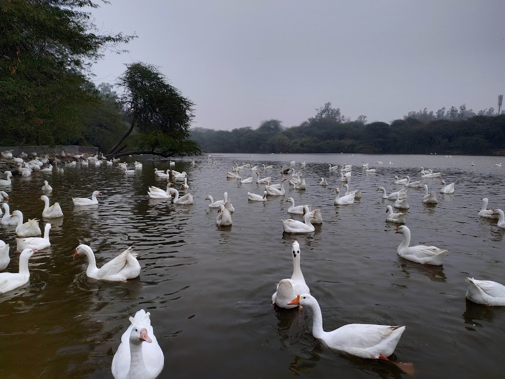 दिल्ली की सबसे खूबसूरत झील, प्रकृति, एडवेंचर और सुकून का संगम:- Sanjay Lake Delhi Travel Guide In Hindi Sanjay Lake Delhi Travel Guide In Hindi